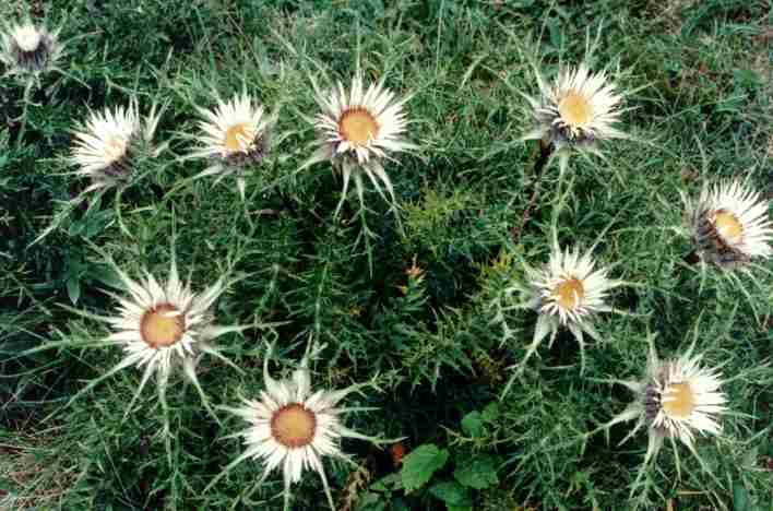  Image name: carlina2.jpg 
 width: 708 pixel 
 height: 468 pixel 
 Size: 36460 bytes 
 Click to enlarge 